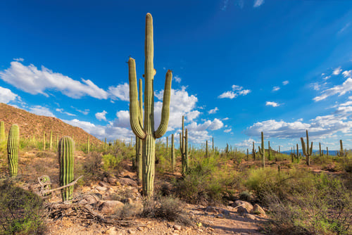 Tuscon