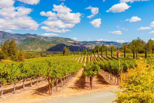 Vignoble de Napa Valley