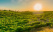 Vignobles de Californie