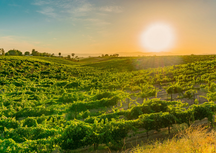 Vignobles de Californie