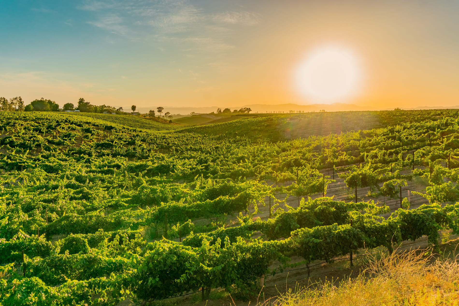 Vignobles de Californie