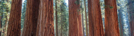 Redwood