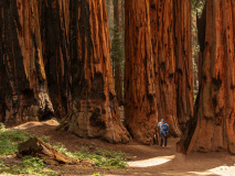 Redwood State Park