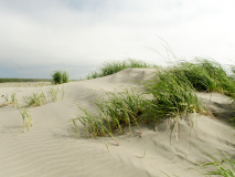 Willapa National wildlife Refuge