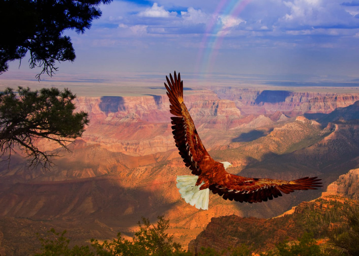 Aigle Grand Canyon