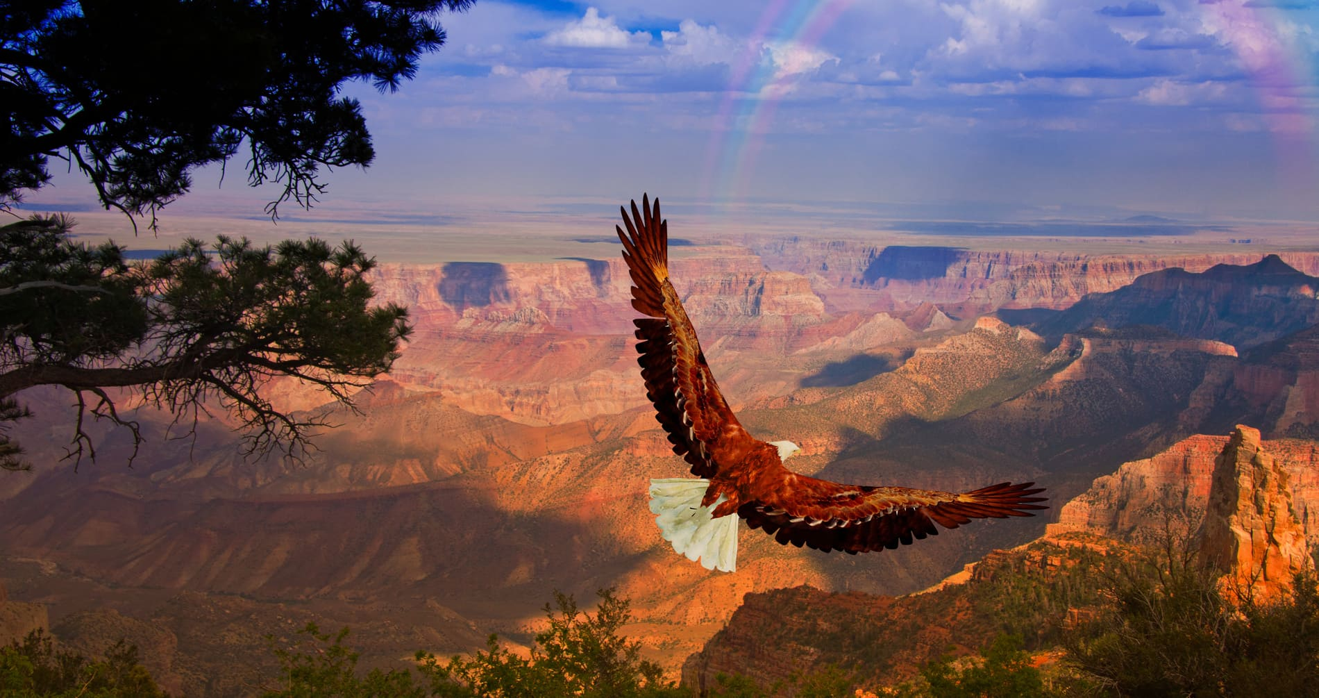 Aigle Grand Canyon