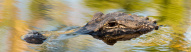 Crocodile Everglades