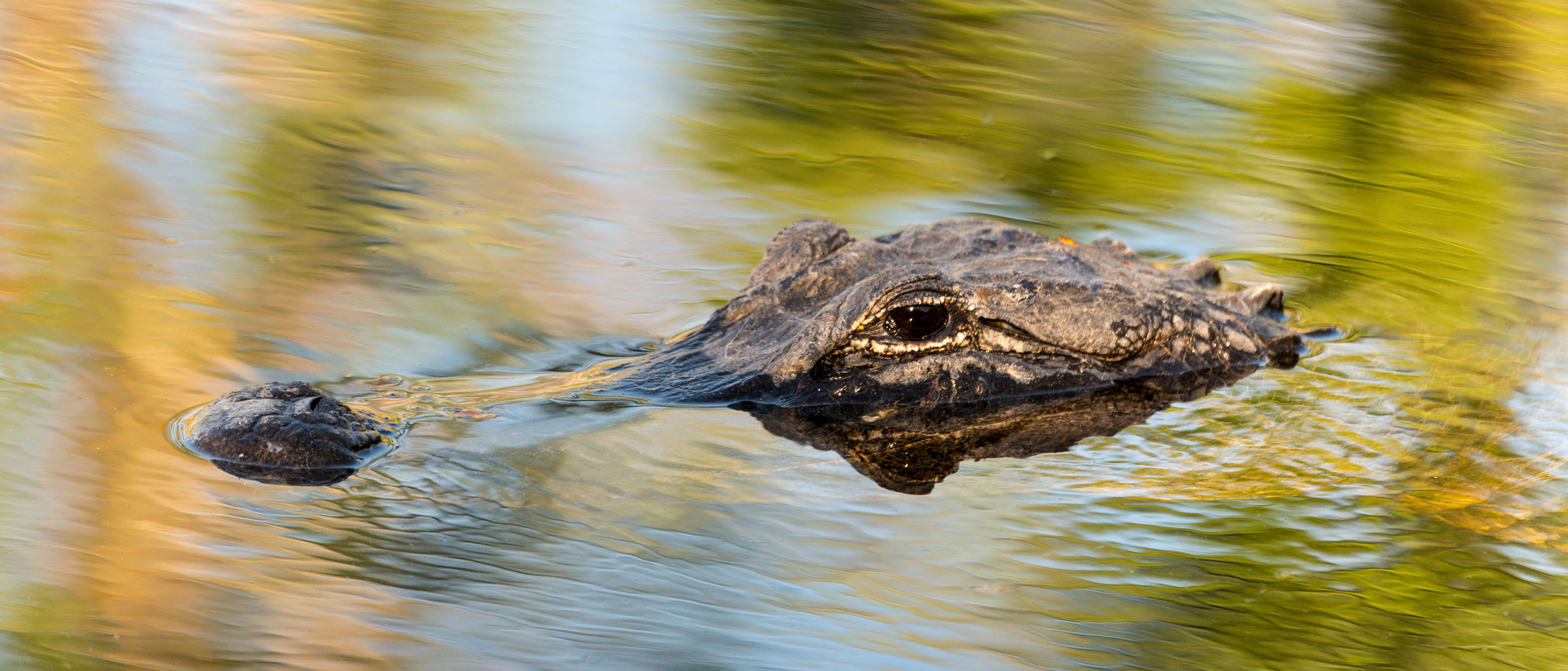 Crocodile Everglades
