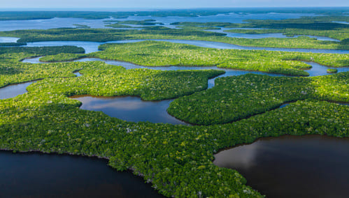 Everglades