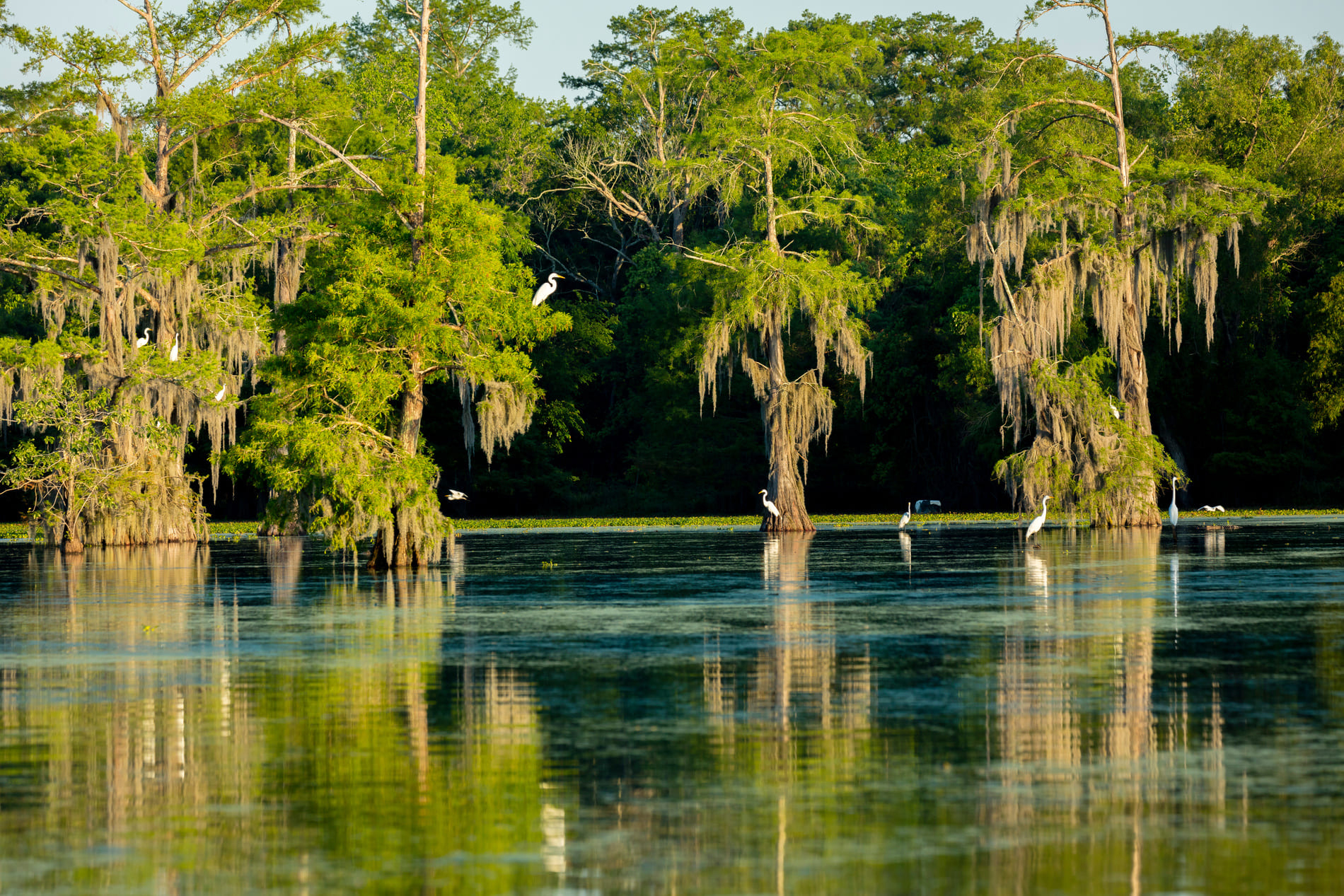 louisiane