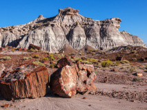 Petrified Forest