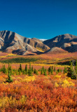 denali-national-park