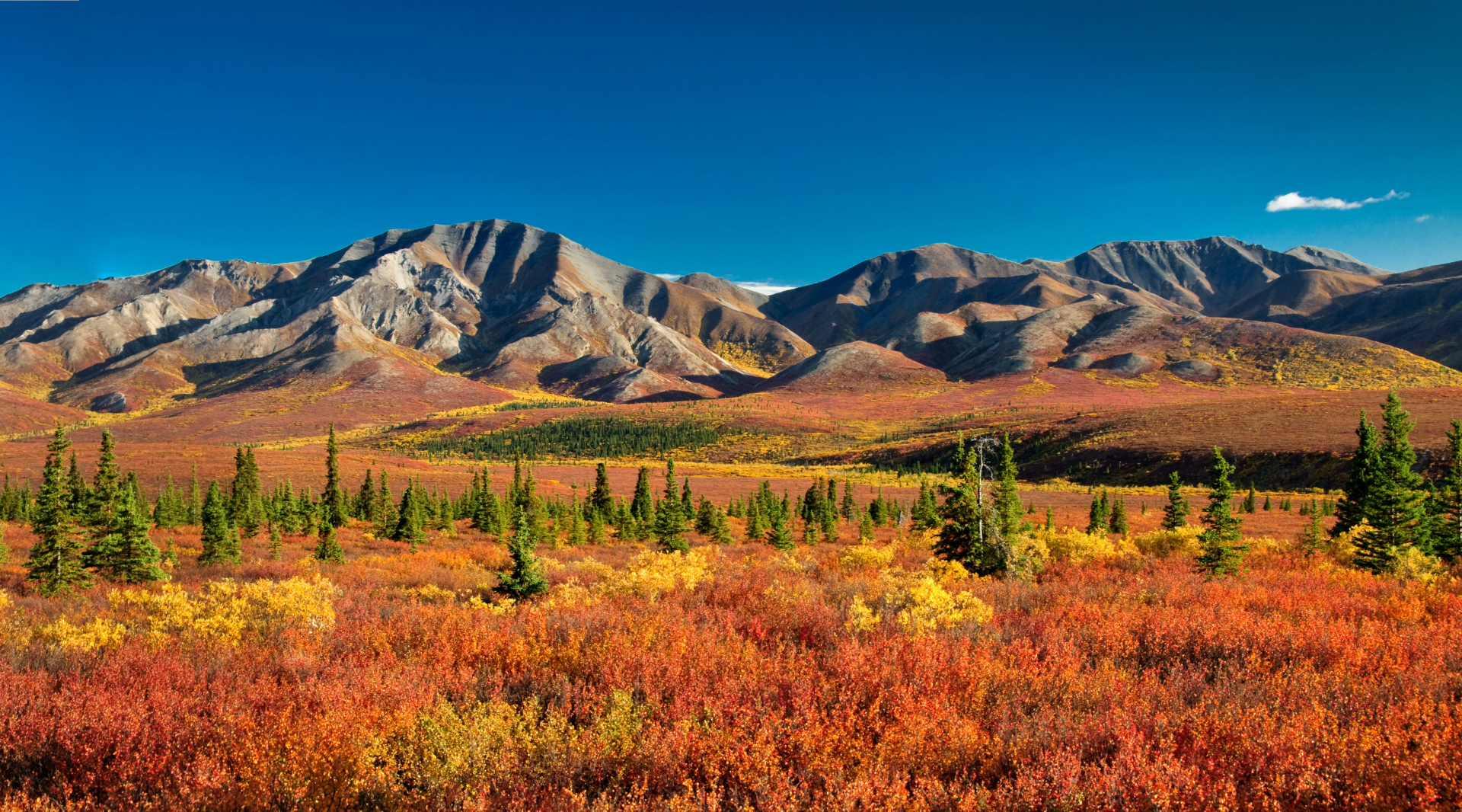 denali-national-park