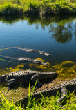 everglades-national-park