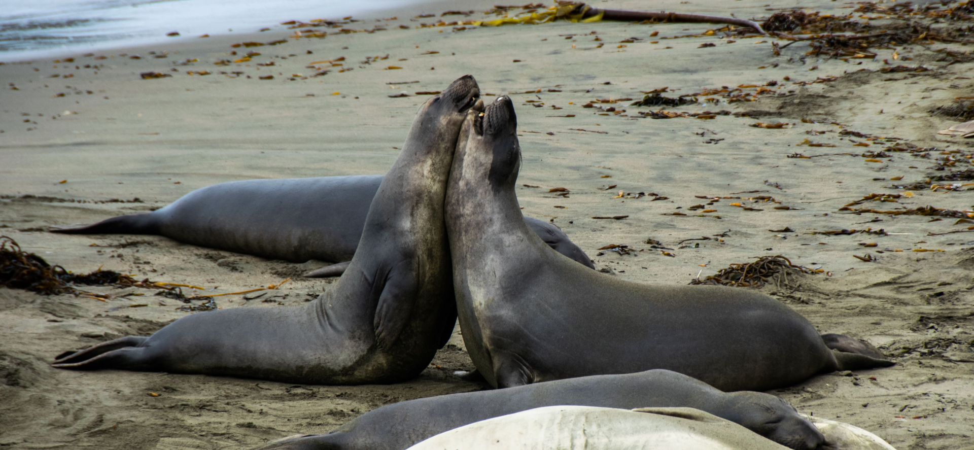 san-simeon