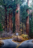 sequoia-national-park