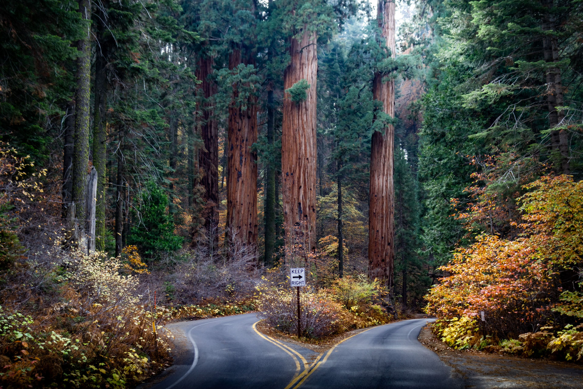 sequoia-national-park