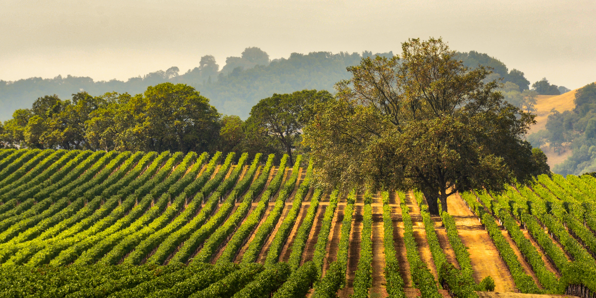 sonoma