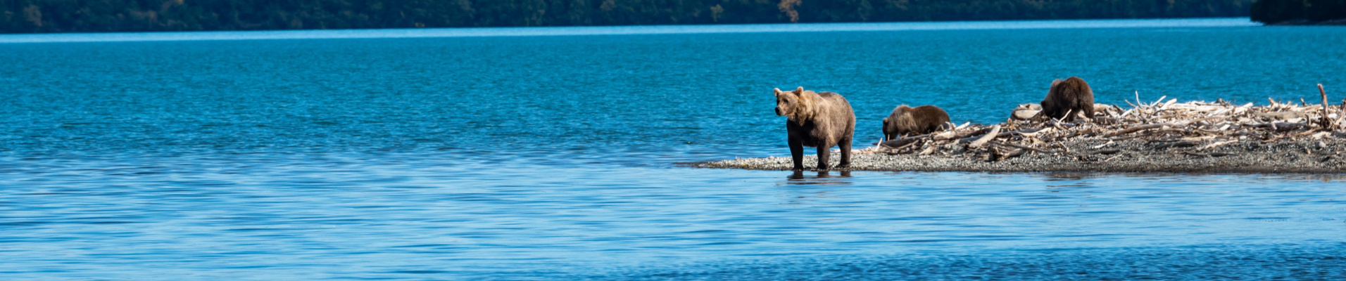Alaska Etats-Unis ours