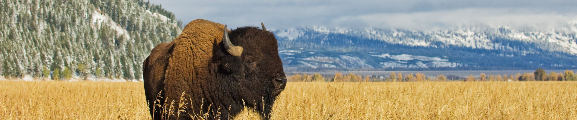 Bison Wyoming