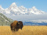 Bison Wyoming