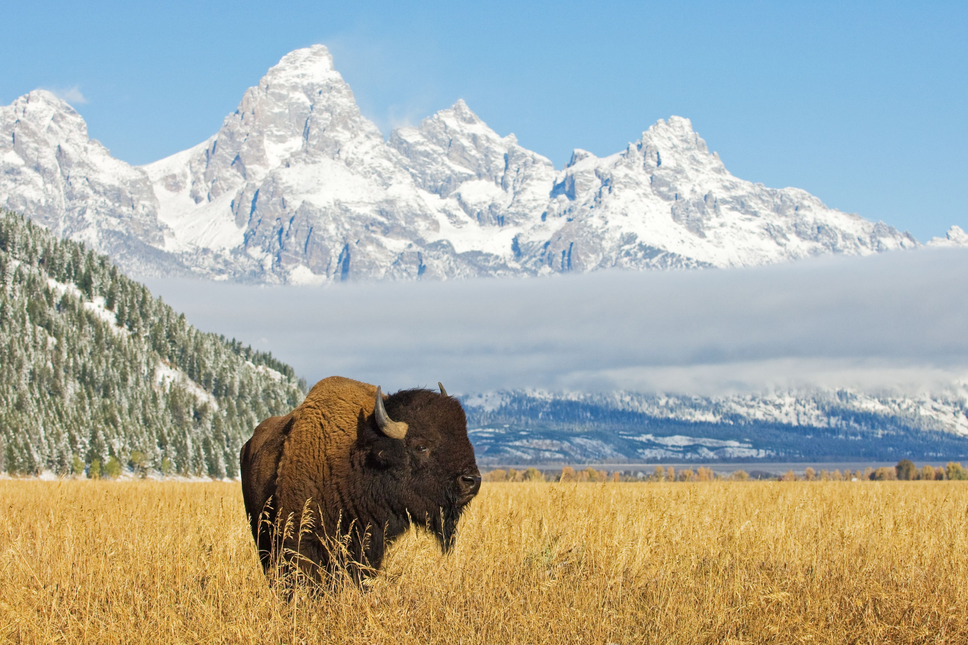 Bison Wyoming