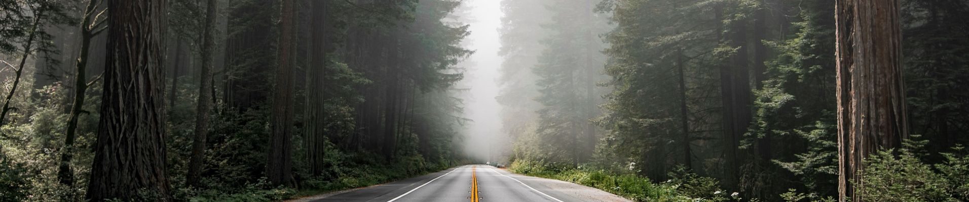 Route Etats Unis forêt