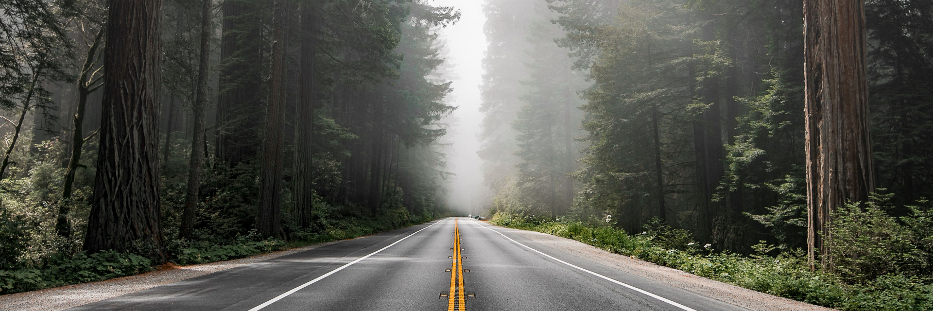 Route Etats Unis forêt