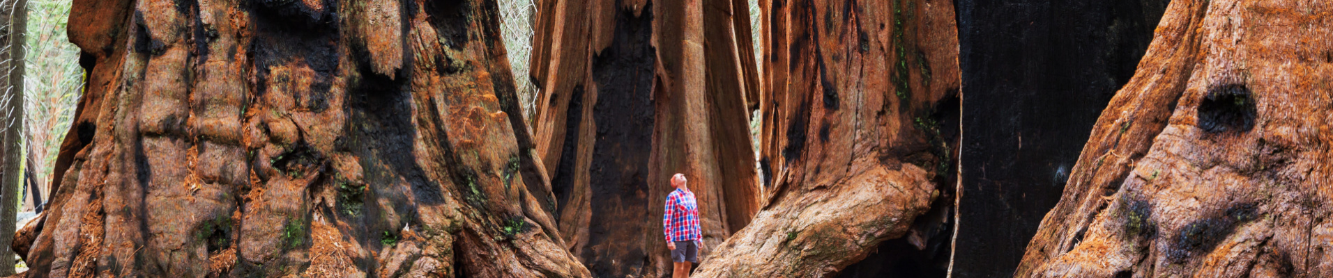 sequoia-etats-unis