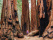 sequoia-etats-unis