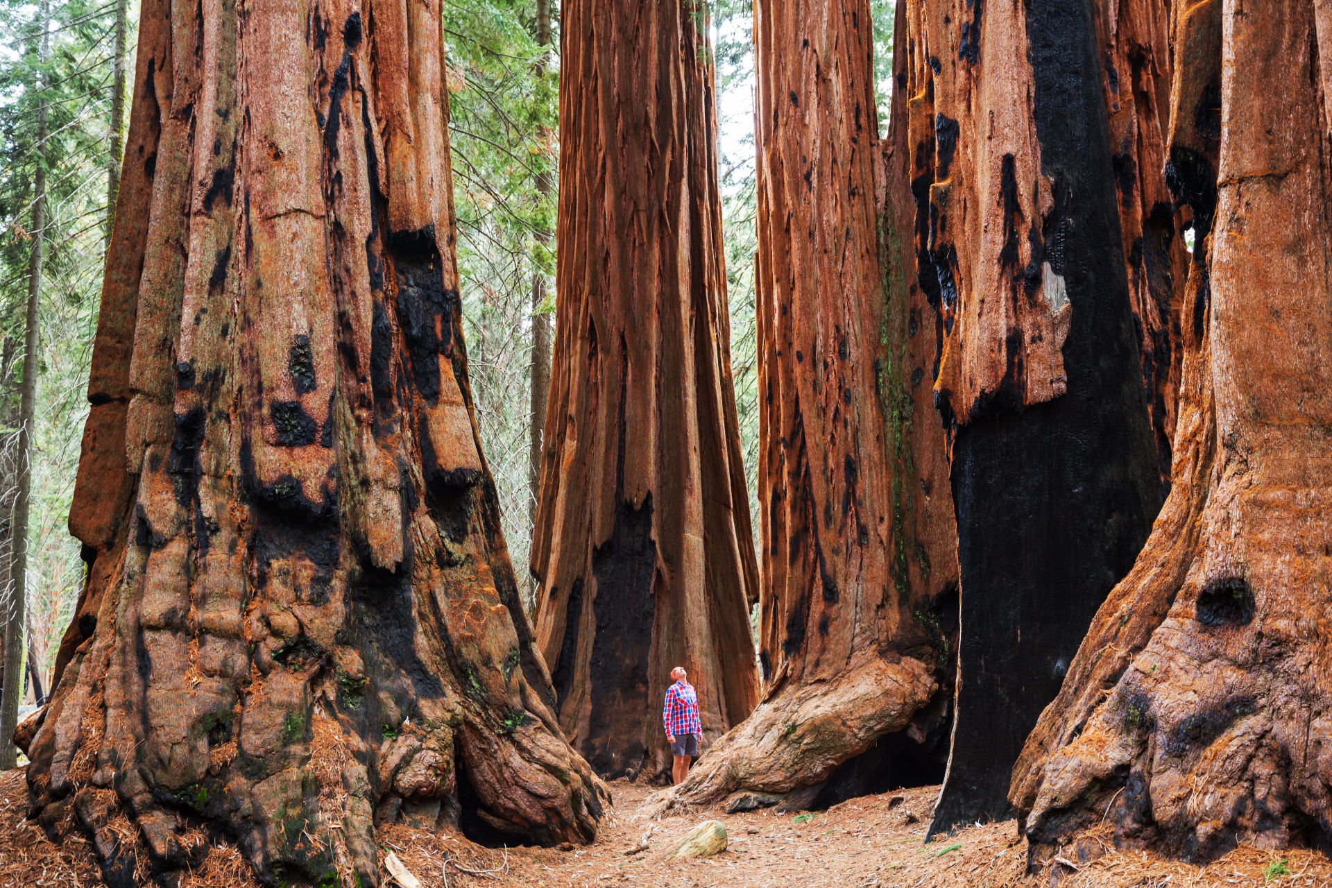 sequoia-etats-unis