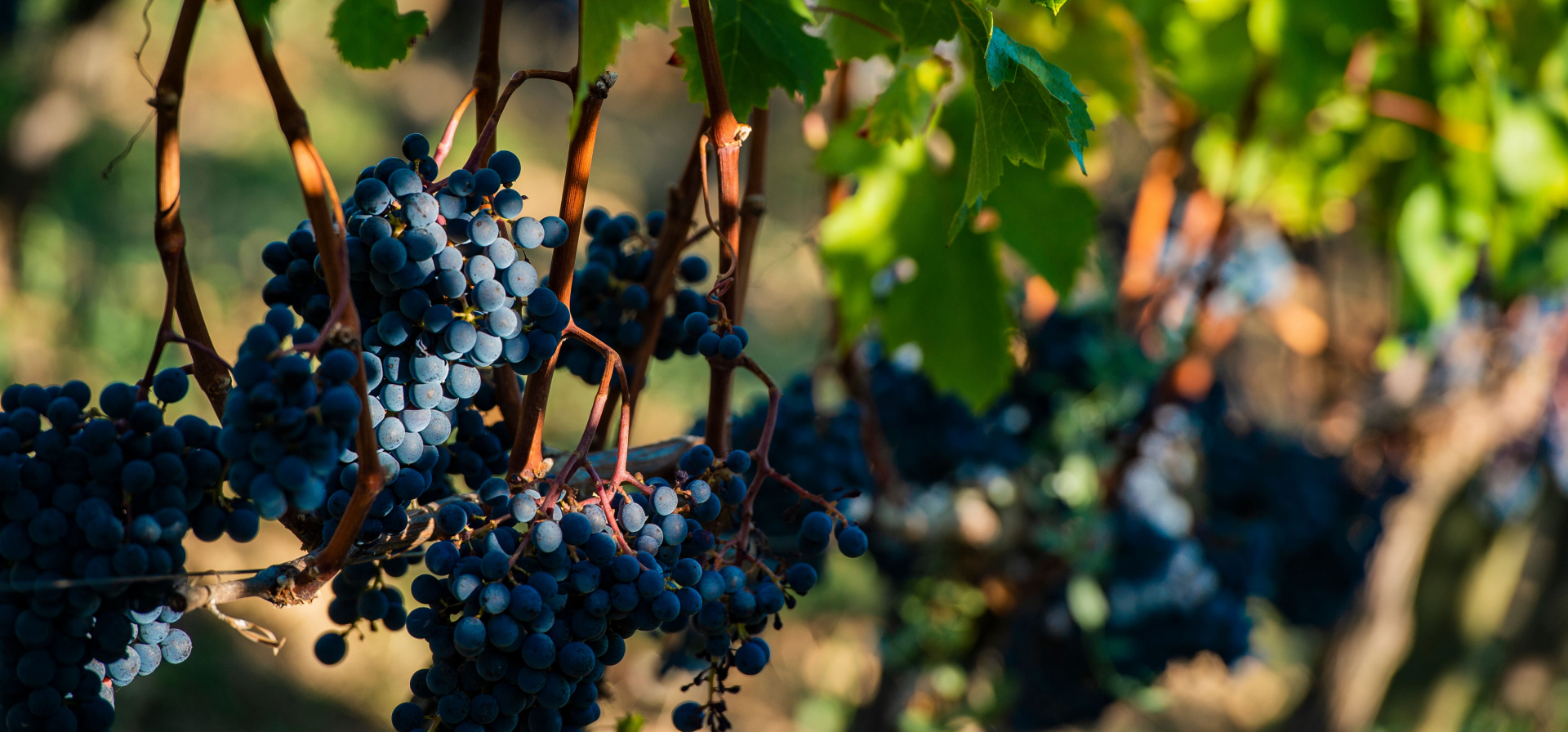 Vignobles Etats Unis